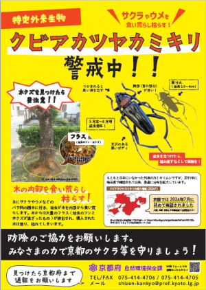 クビアカツヤカミキリチラシ