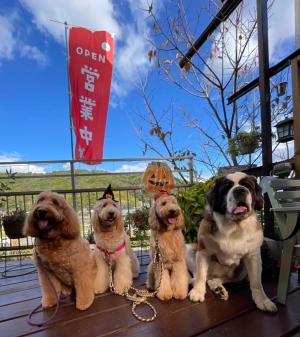 かわいい愛犬と一緒にくつろげます