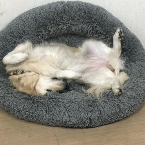 眠るマギーちゃん