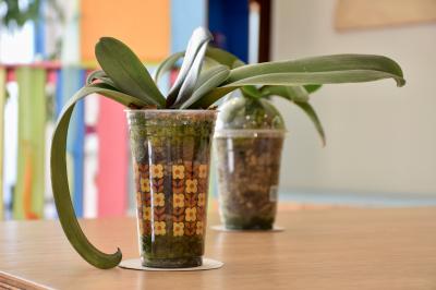 カップ鉢植え