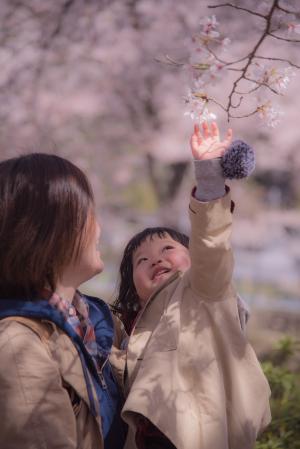 【佳作】『sakura』