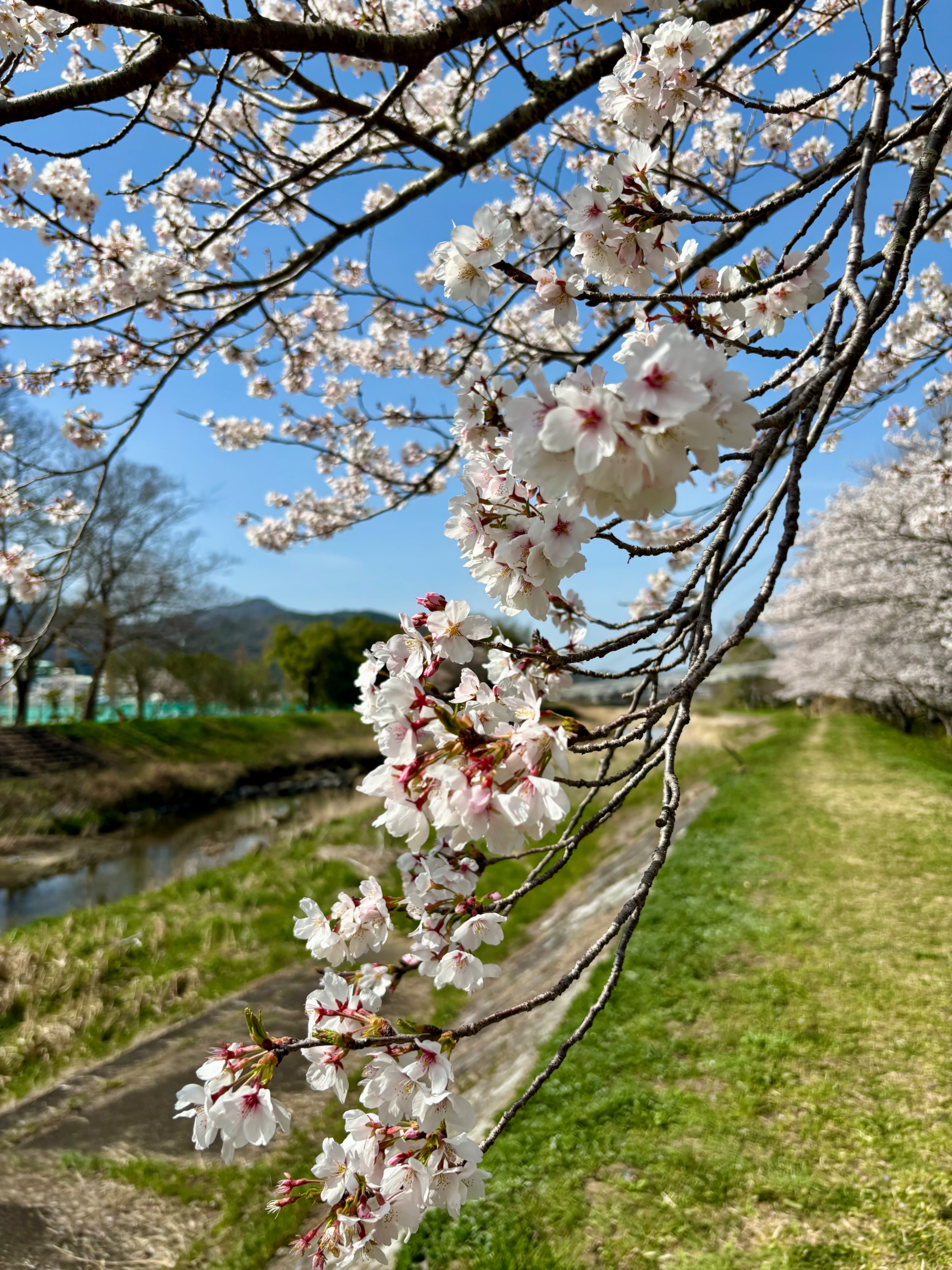 亀岡運動公園桜