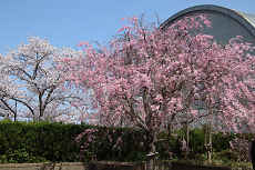 入学式１