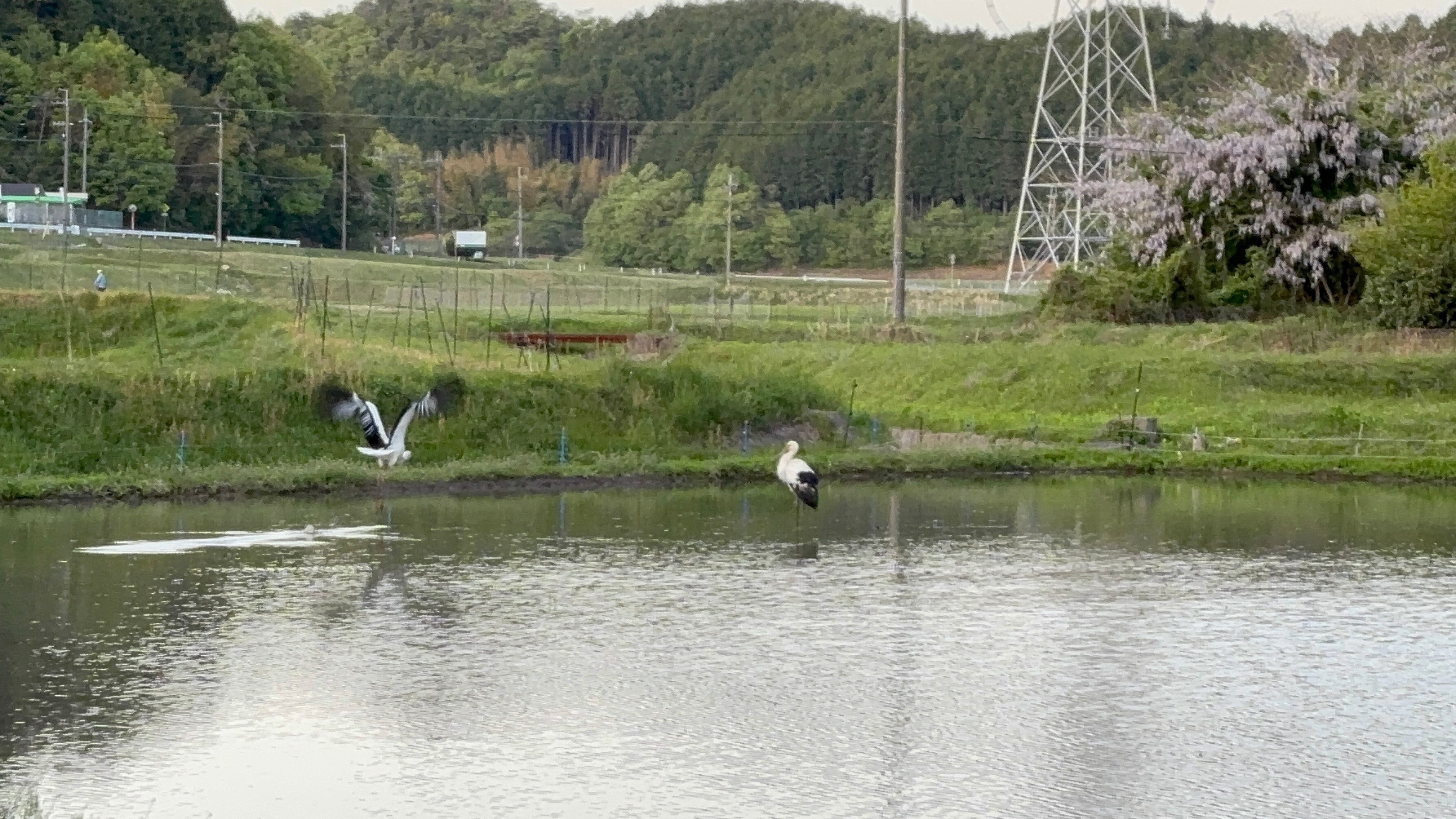 コウノトリ