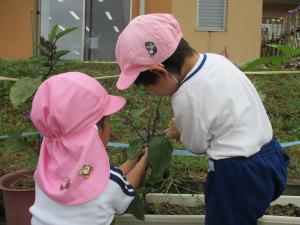 水やりをする園児の様子
