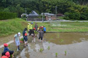 田植え2