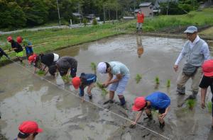 田植え6