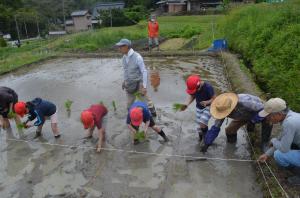 田植え7
