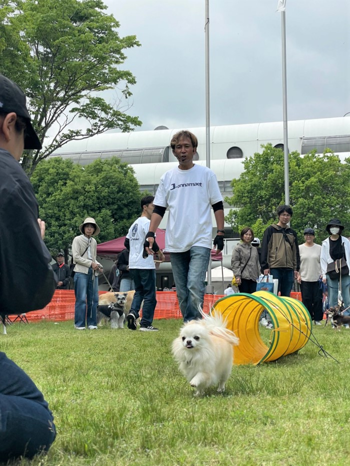 輪くぐりするポメラニアン