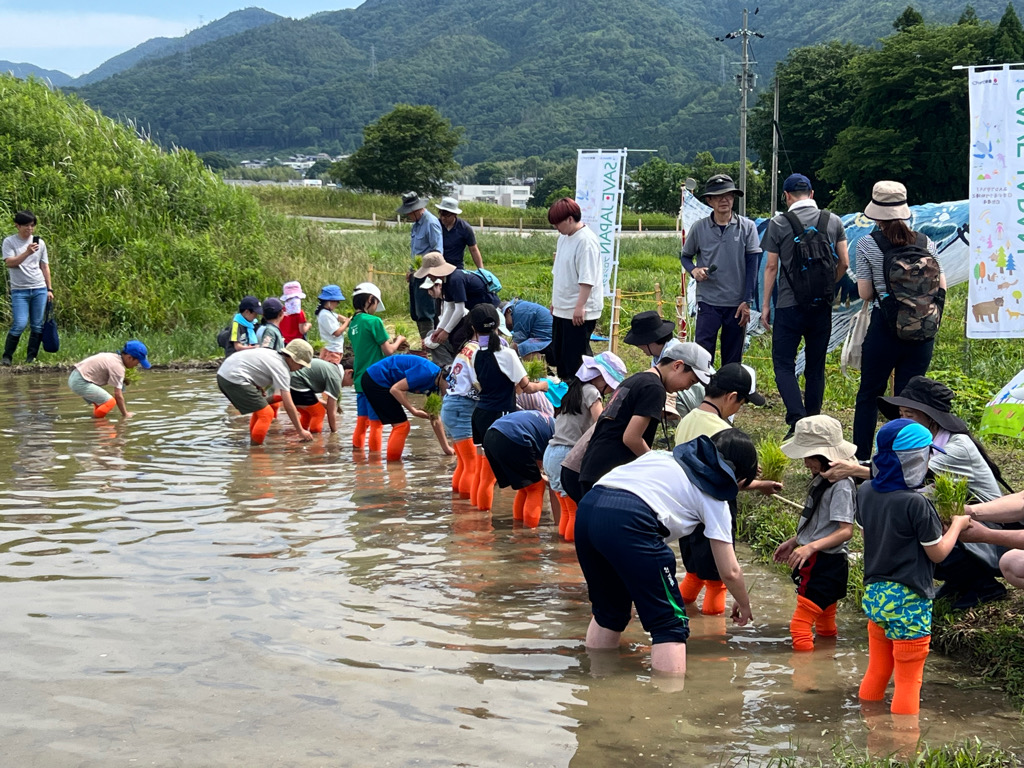 田植えの様子