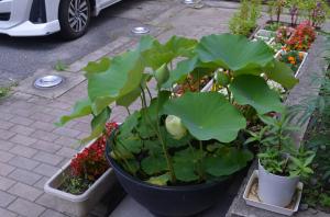 孝行蓮5