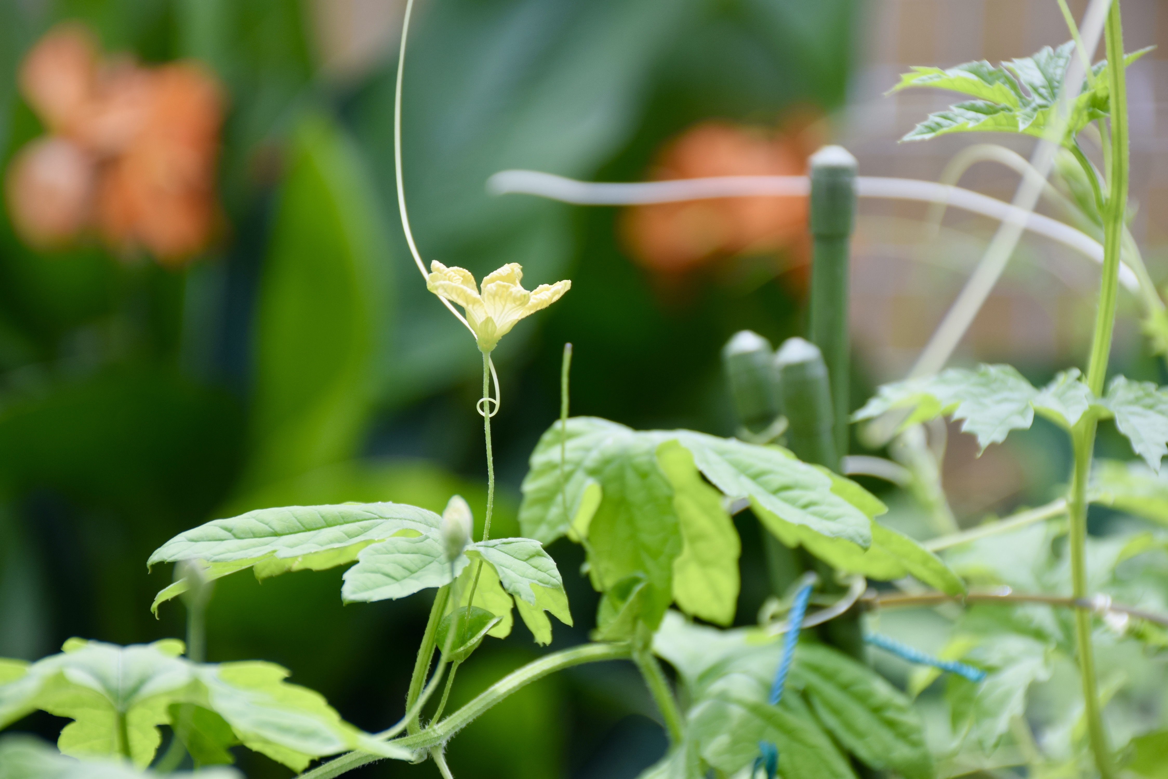 ゴーヤの花