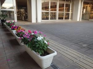 花植え　4