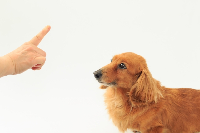 犬をしつける人