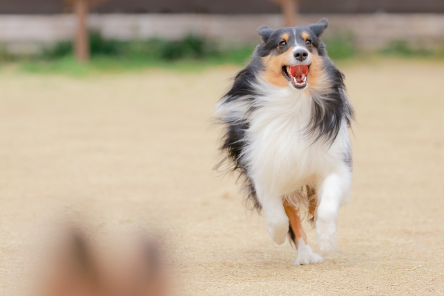 ドッグランを走る犬