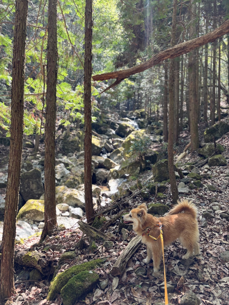 山の中にたたずむ犬