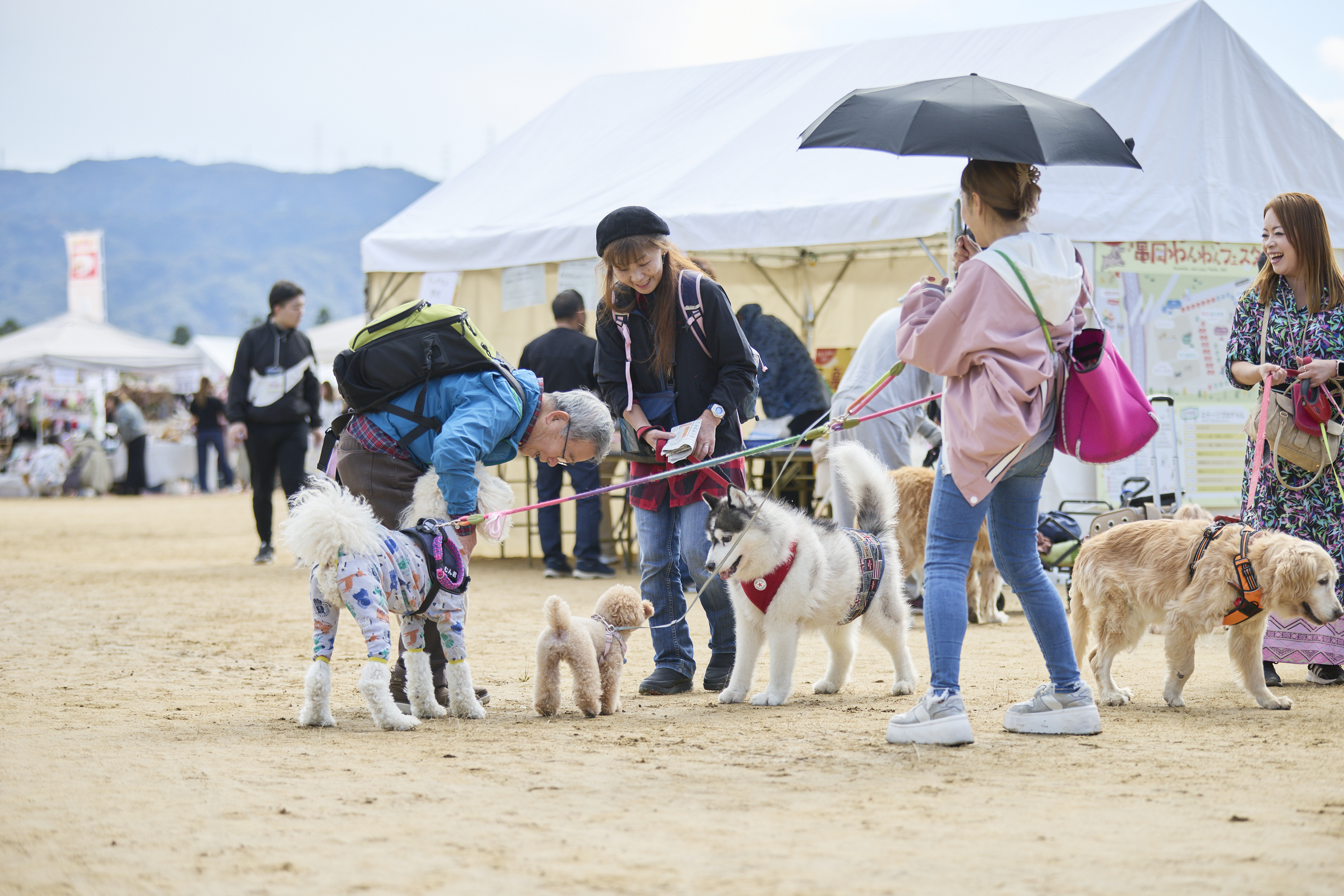 交流する犬たち