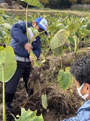 里芋収穫(2)