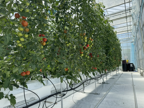 アグリハウスでのトマト栽培