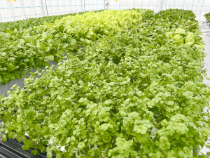 すくすく育つ葉物野菜