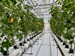 真っ白なシートが敷かれているハウスの地面