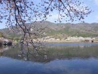 平の沢公園の桜