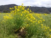 聖護院カブの春