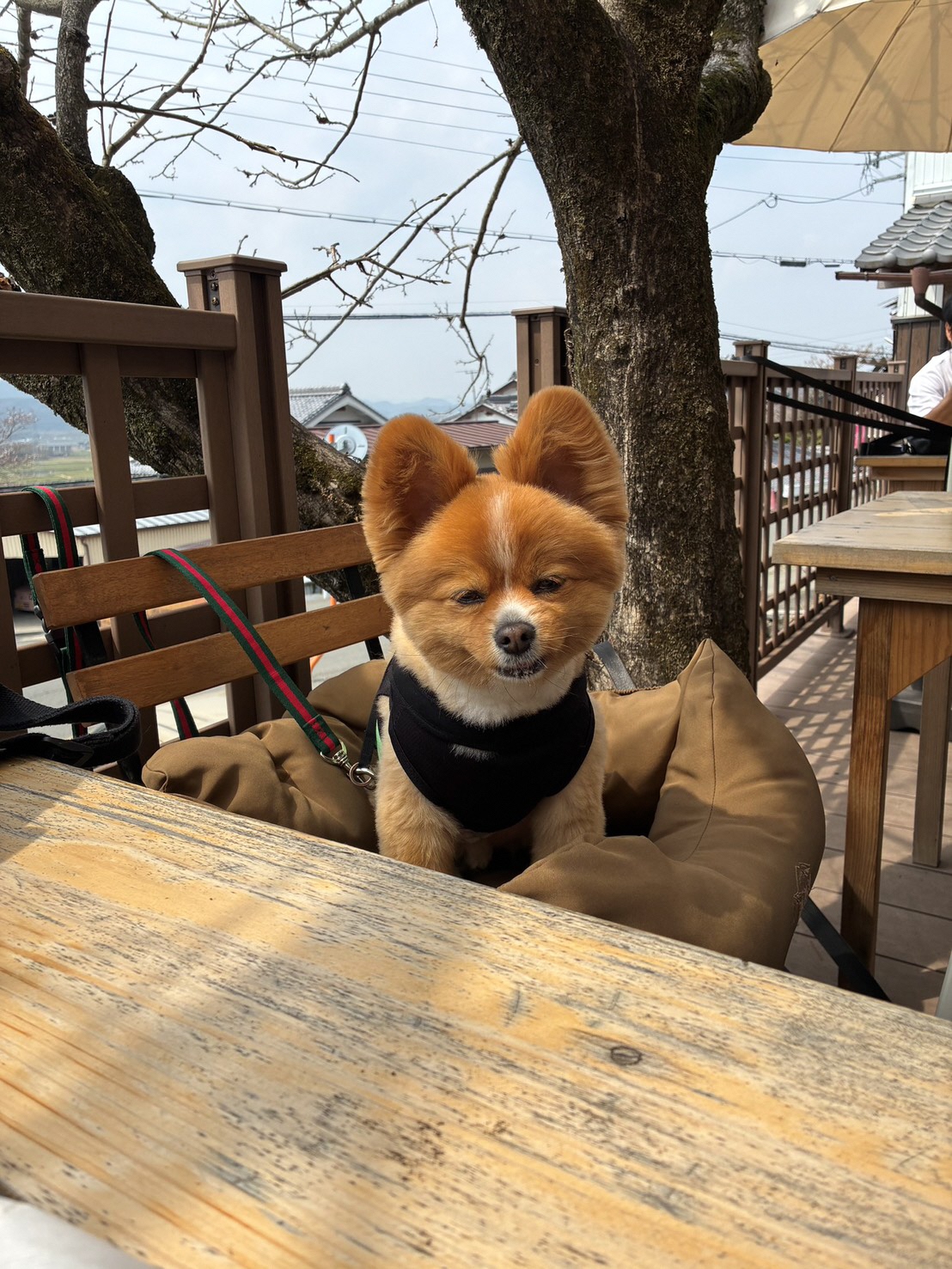 テラスでくつろぐ犬