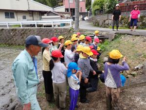 田植え6
