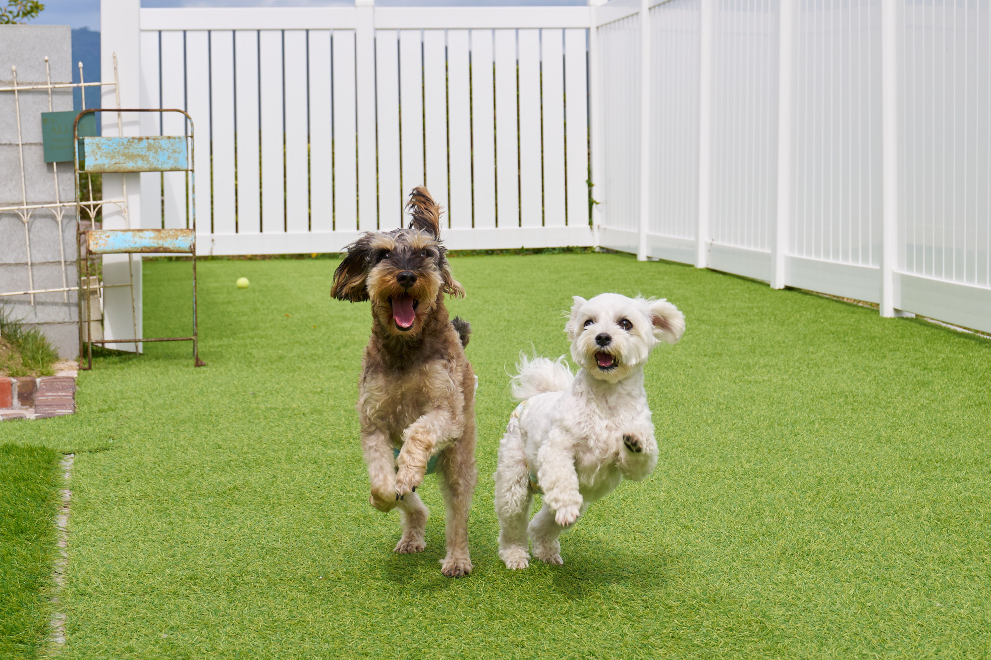 ドッグランで遊ぶ犬