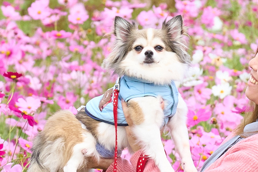 コスモスと犬