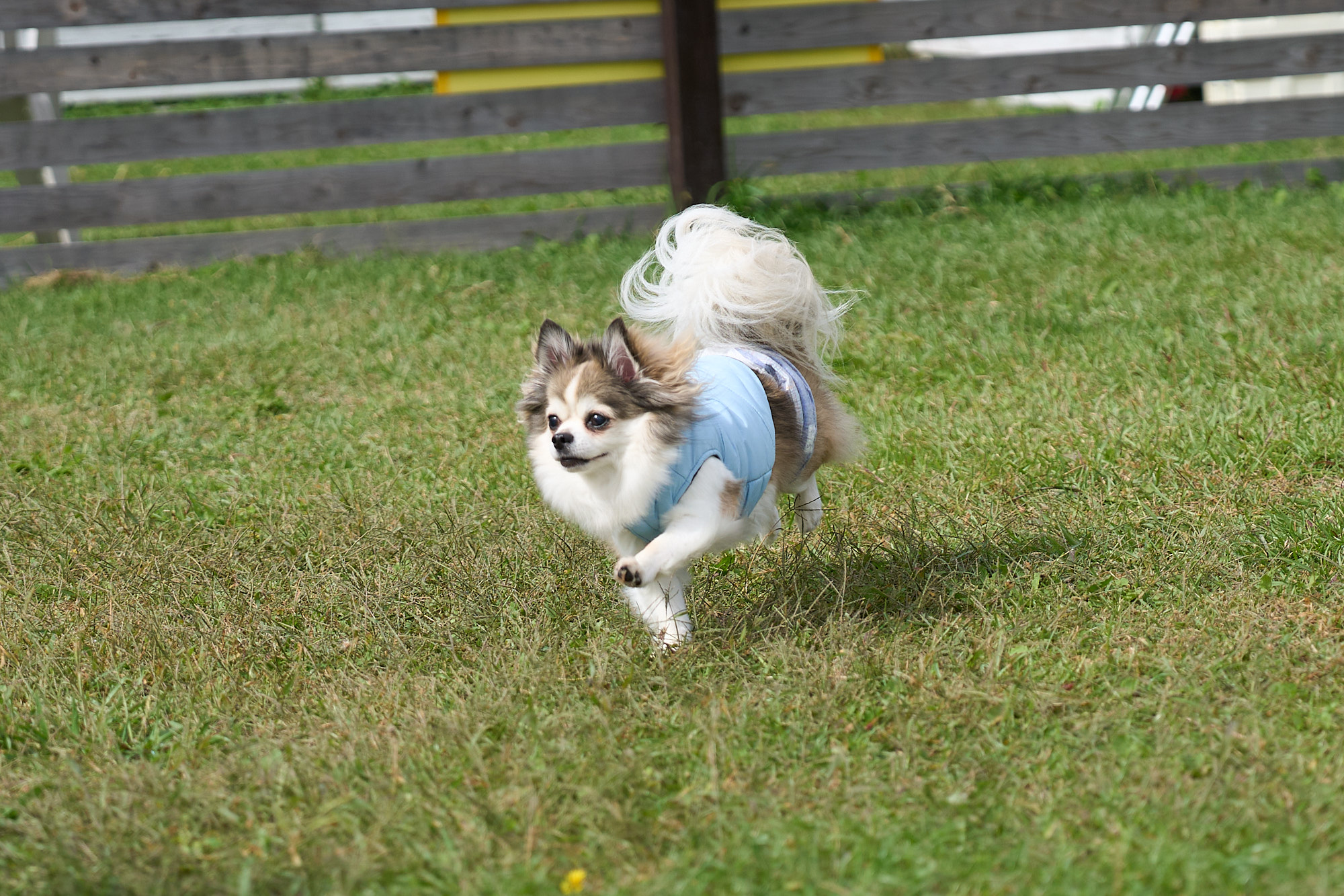 ドッグランで走る犬