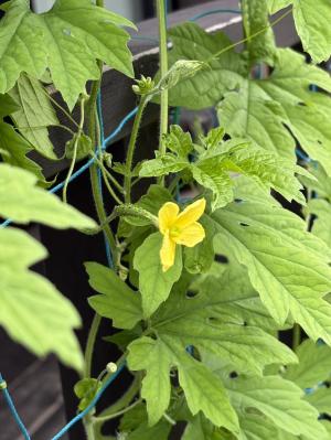 ゴーヤの花一輪