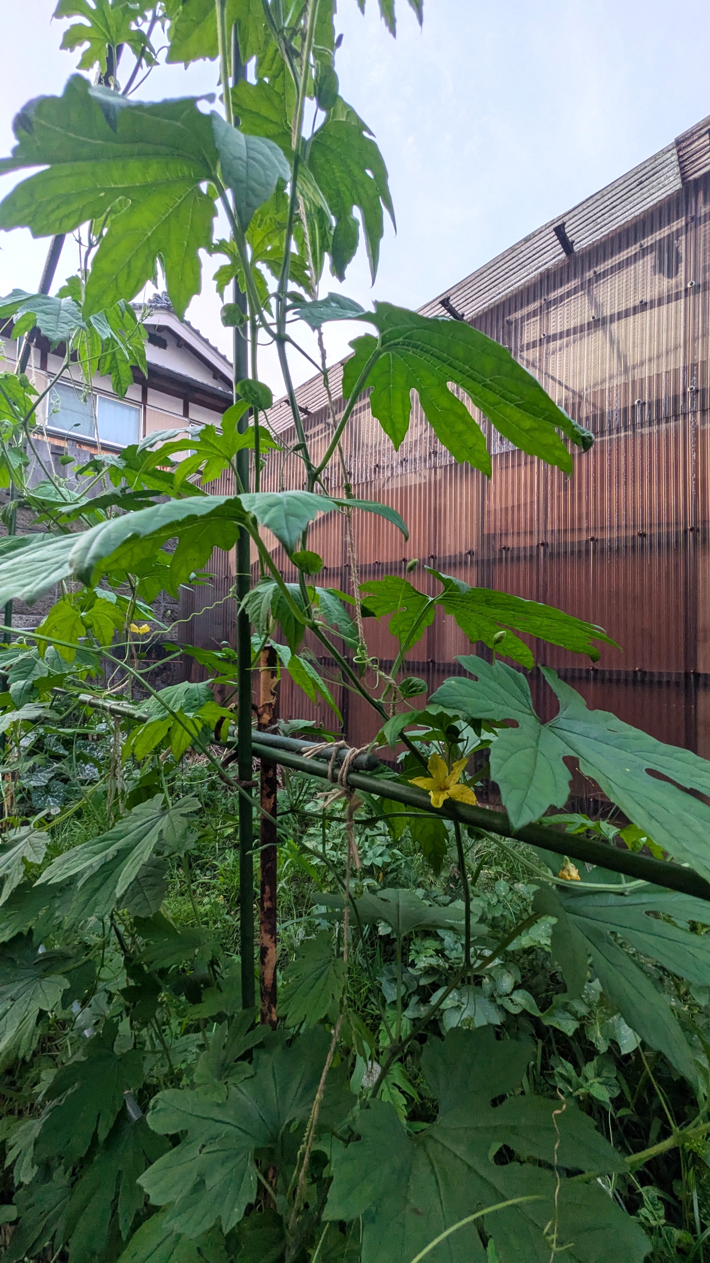 高く伸びた様子