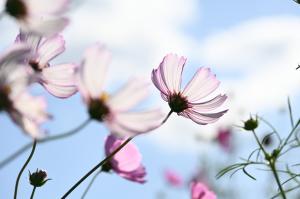 コスモスの花アップ