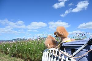 犬とコスモス