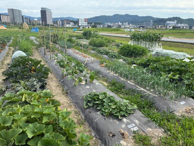 6月の様子1