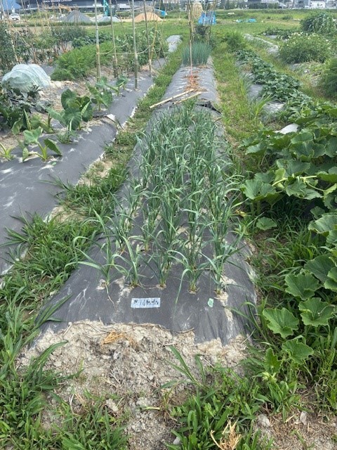 6月の様子2