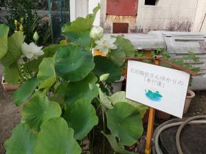蓮花１