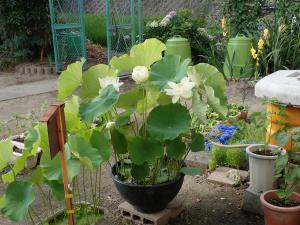 蓮花２