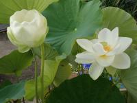 蓮花１