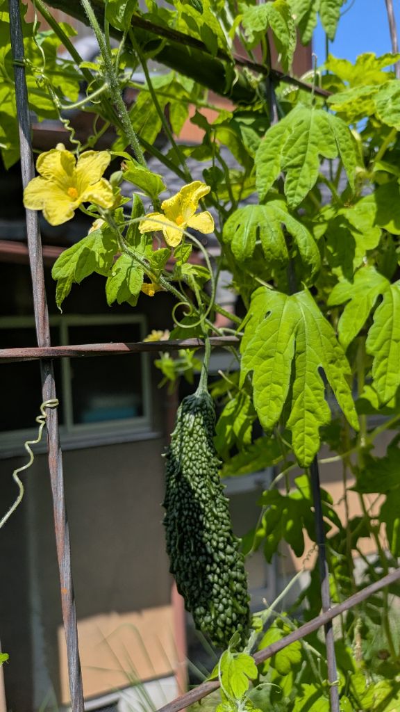ゴーヤの花と実
