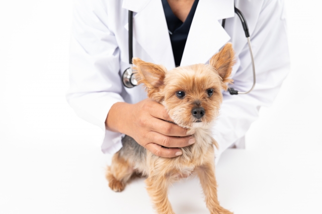 犬の診察をする医師