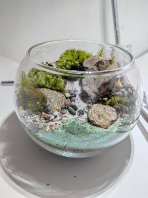 苔画像1
