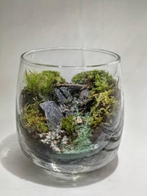 苔画像2