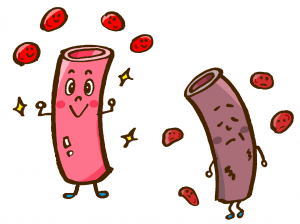 血管のイラスト