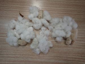綿収穫３
