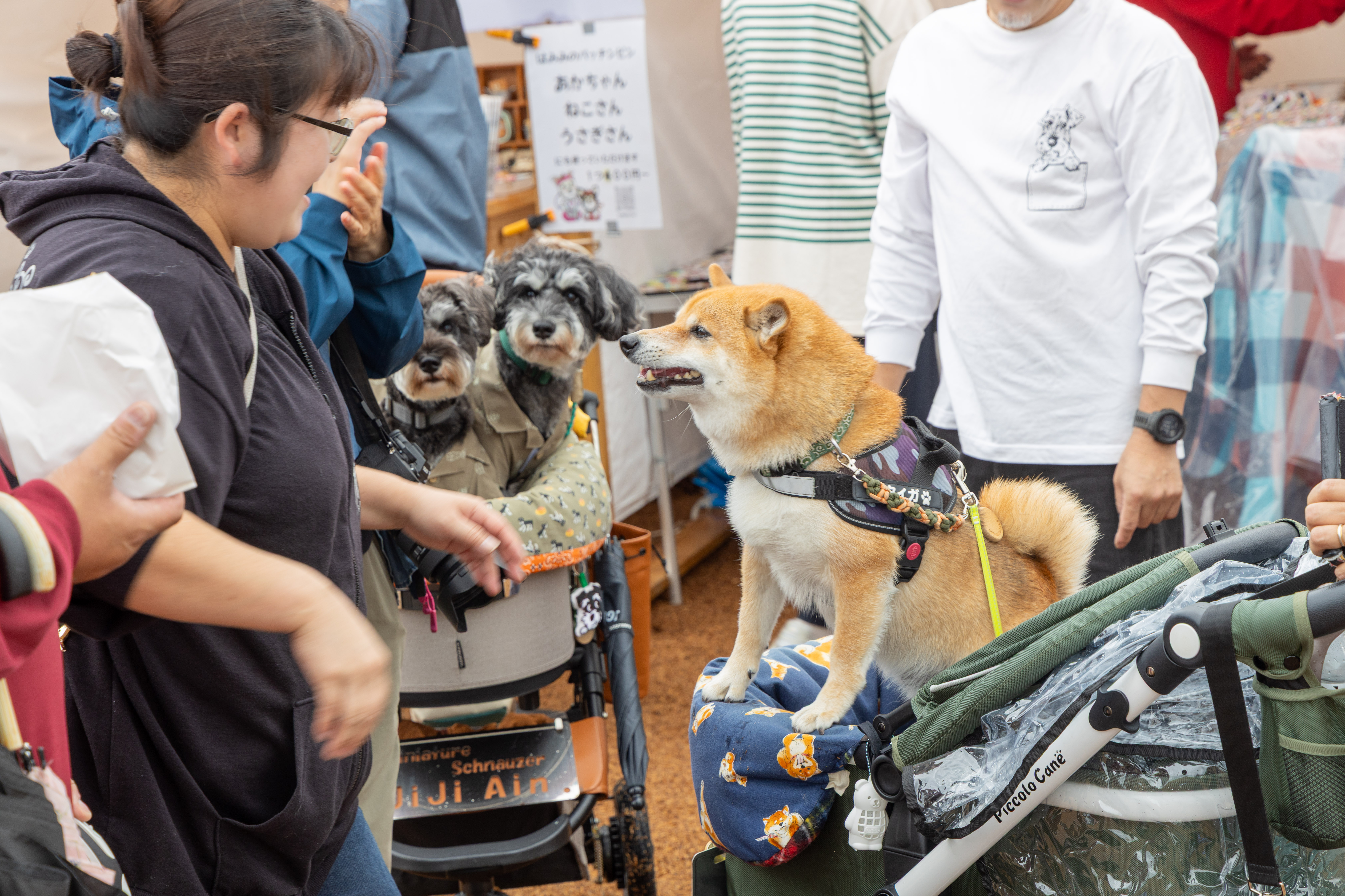 犬と交流する人