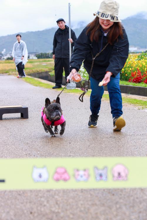 ゴールを目指す犬