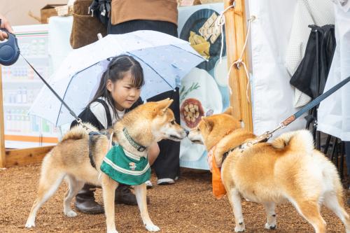 見つめあう柴犬